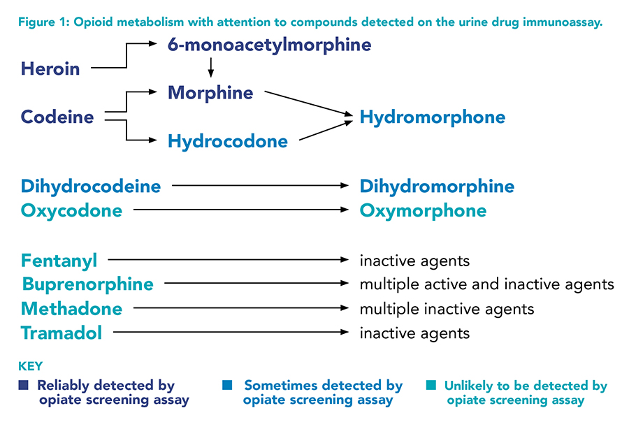Figure 1: Opioid metabolism
