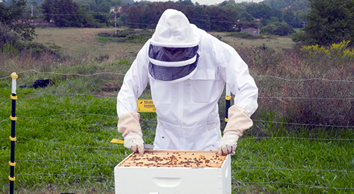 Carilion radiographer, Mr. Kolasa, tends to the apiary he installed in a field near the health center.