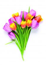 tulip flowers bouquet