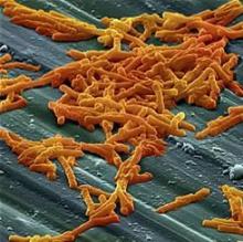 Clostridium difficile