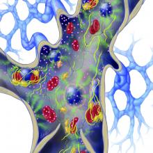 Illustration shows vascularized cancer cells in the background upper left, with arteries going into it and a venous plexus coming off which joins up with a bigger vein with valves. larger pink molecular balls represent the procoagulation factor that tumor cells produce that directly jump starts the coagulation pathway. the procoagulation factor molecules are binding to regular leukocytes, endothelium and platelets that will then start producing tissue factor that also encourages coagulation. Also shown are tumor cells binding to endothelium which cause production of tissue factor, causing clots to form. two of the clots are shown embolizing. fibrinogen and platelets are throughout.