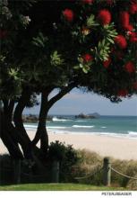 Ohope Beach (above) is known as New Zealand’s best beach, and Pohutukawa are known as the nation’s native Christmas tree because of their bright red flowers that bloom during the Christmas season, which also is the summer season in the Southern Hemisphere.